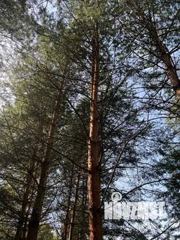 Дом 442м², 4-этажный, участок 17 сот.  